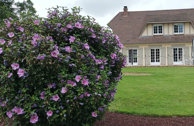 L'hibiscus