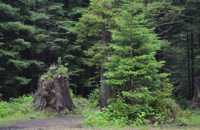 Pintoresca casa forestal