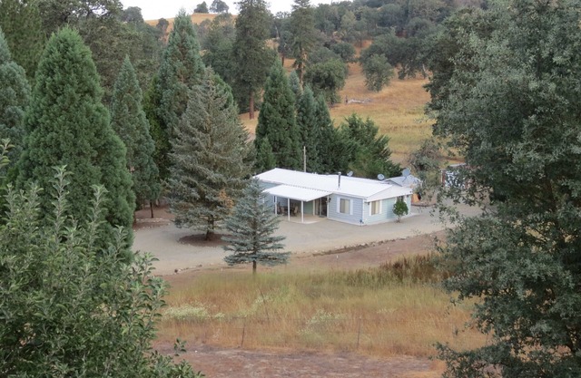 ¡Tu propio bosque de pinos privado!