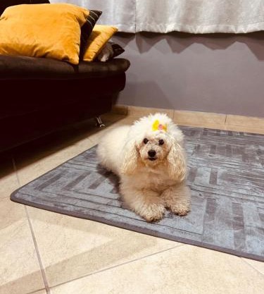 Studio in Joinville, piscina - Pet Friendly