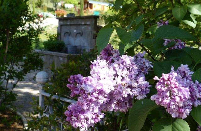 Suite de lavanda y miel