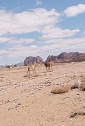 Suleman Bedouin Life Camp