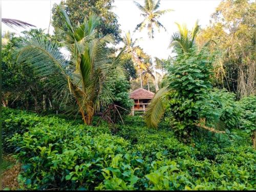 Tea Heaven - Glory