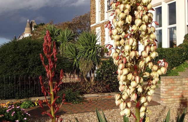 The Garden Flat