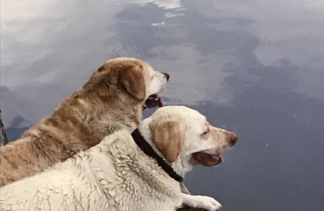 El pintoresco río Withlacoochee admite mascotas en la casa de aves