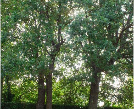 Twin Oaks