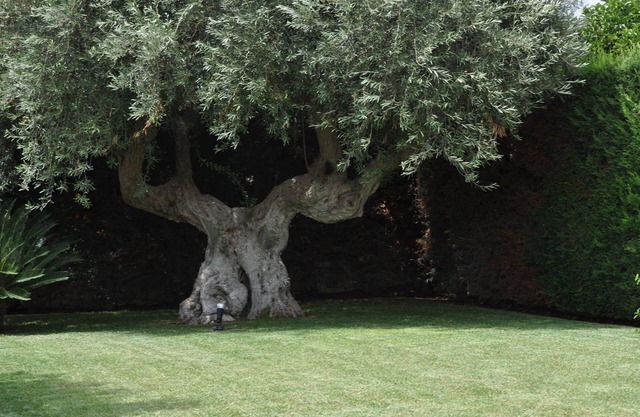Villa degli Olivi, para su estancia perfecta en Sicilia