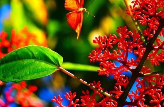 Villa Los Colibrí en Chirraca de la Selva