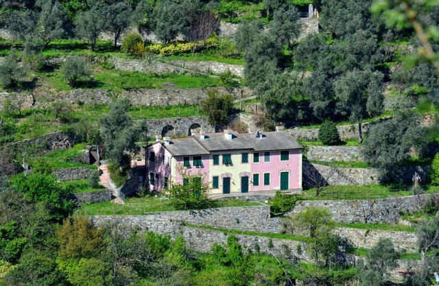 Villa Olivari - apt il Cedro