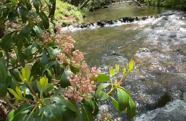 Vintage Luxury Cabin Creekside with Game Room, Water Front, Hot Tub, Wi-Fi