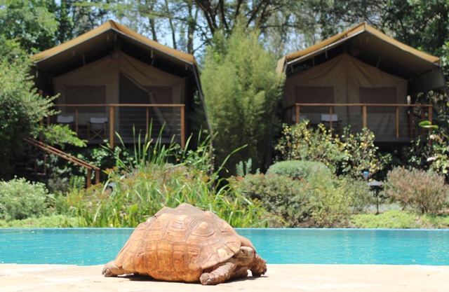 Wildebeest Eco Camp