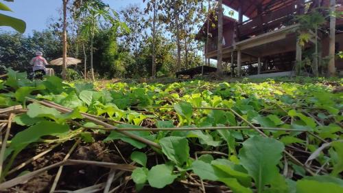 Nan Casa | ณ ไร่ขวัญน่าน ฟาร์มสเตย์