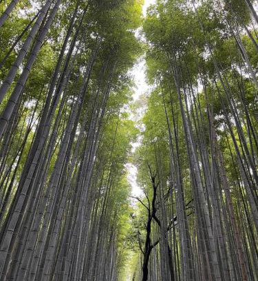 Arashiyama Apartamento | 嵐山 天龍の宿 駐車無料 一棟貸切 最大5人 Dragon Legend Arashiyama Central Private Rare Modern House Free Parking Max 5ppl