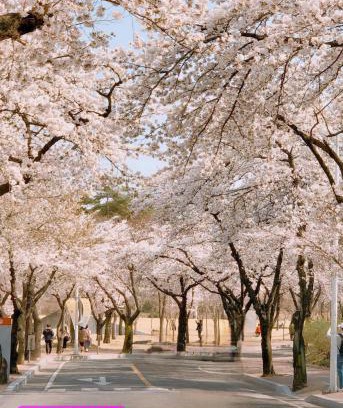 Daehyeon-dong Casa | 경북대 벚꽃 축제, 프라이빗 로맨틱 테라스, 무료주차, 2룸