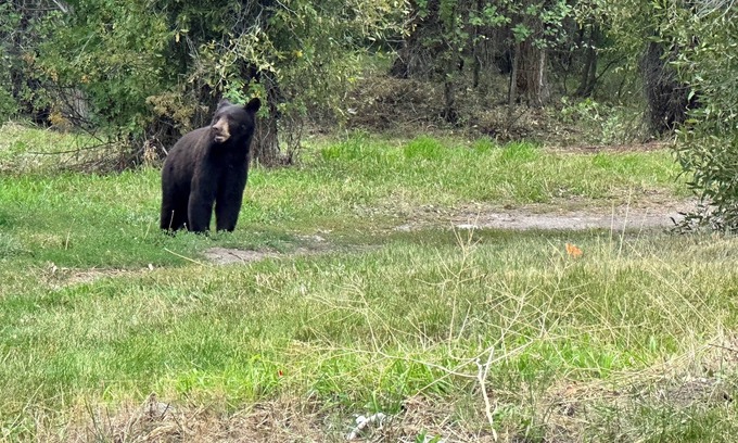 Moose Wilson Road Casa | 12 minutes to Grand Teton National Park. Pet Friendly.