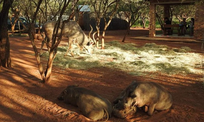 Marloth Park Apartamento | 462 Bosbok Chalets