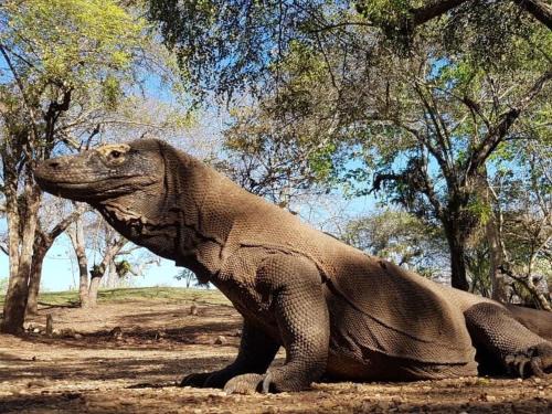 Senggigi Alquiler De Eote | 4D3N CRUISE Lombok-Komodo-Flores