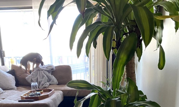 Lower Lonsdale Apartamento | 5 Minute walk to the water! Lower Lonsdale Studio Apartment with Balcony