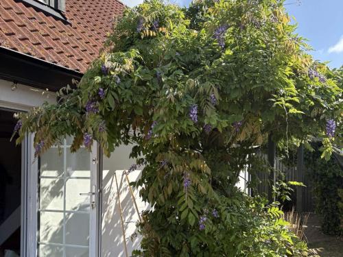 Kaseberga Casa | 5 star holiday home in Löderup