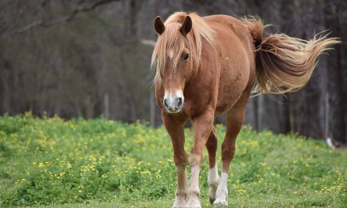 Vinemont Casa | A true "Barn" experience! Pet friendly!