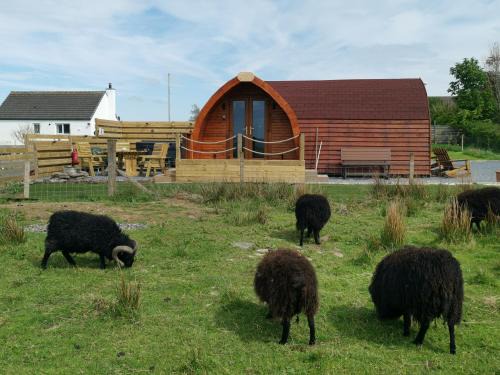 Spittal Casa | Achmeney Glamping larger than Average pod