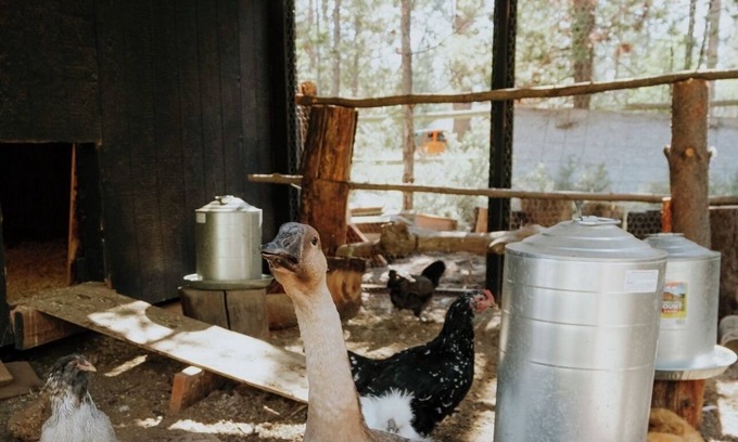Three Rivers Cabina | Acre Cabin: Trailers Welcome, Home to Chickens!