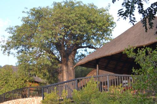 Musina Casa | Adansonia Eco Lodge