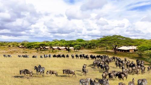Bariadi Otro | Africa Safari Serengeti Kusini