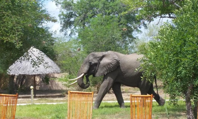 Selous Game Reserve Otro | Africa Safari Selous Camping