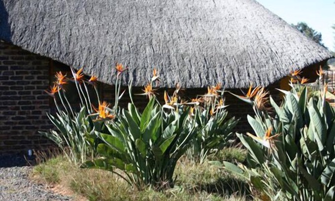 Mkhondo Cama Y Desayuno | African Flair Country Lodge