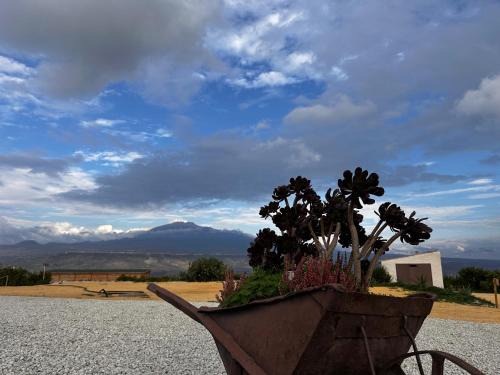 Centuripe Otro | Agriturismo del Nonno