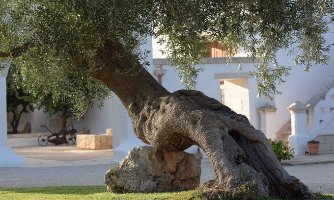 Ostuni Otro | Agriturismo Masseria De Michele