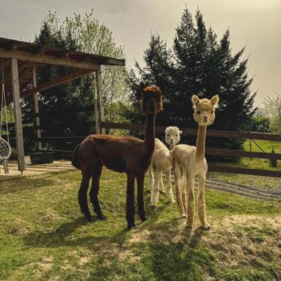 Jezow Sudecki Apartamento | Agroturystyka Alpakolandia Góra Szybowcowa