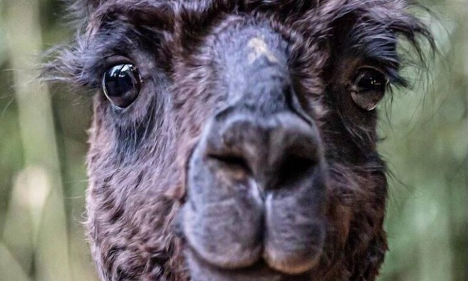 Snellville Cabaña | Alpaca Bag n Stay Cottage