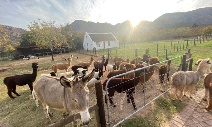 Montagu Apartamento | Alpaca Inn