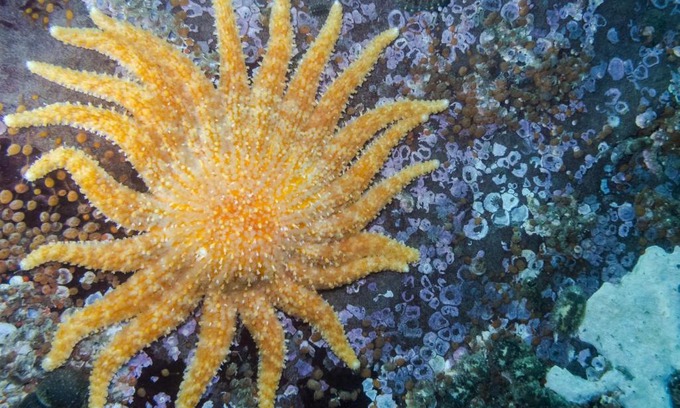 Rosapineta Apartamento | ALTAIR STELLA DI MARE