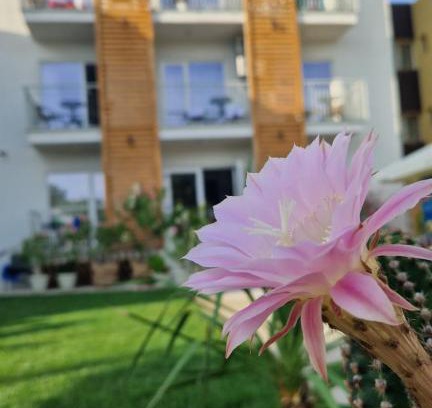 Costinesti Casa | ALYA Sea Escape Costinesti - parcare gratuita