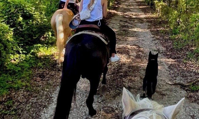 Doe Run Alquiler De RV | Amazing Views, Unique Tee Pee Camping. Trail Rides on site. Pet Friendly!