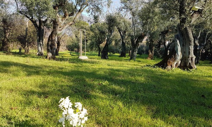 Querceta Casa | Antico Uliveto