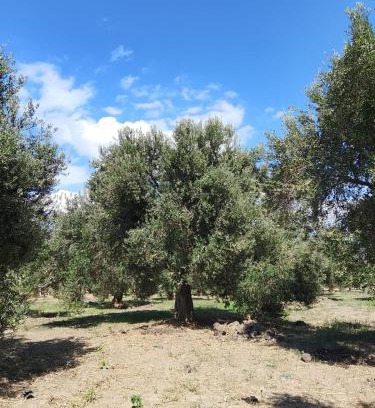 Burhaniye Complejo | ANVE OLIVE TiNY HOUSE