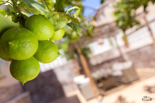 Pla del Bon Repós Apartamento | Apartament Lemon Paradise