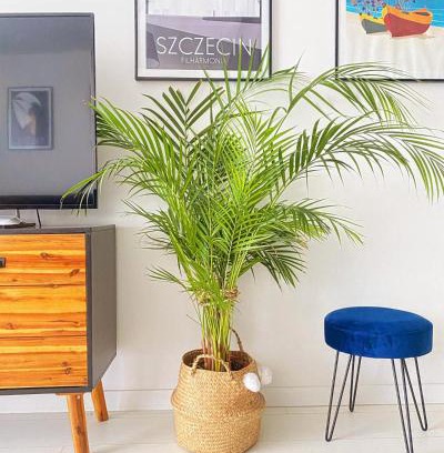 Dziwnowek Apartamento | Apartament MONSTERA