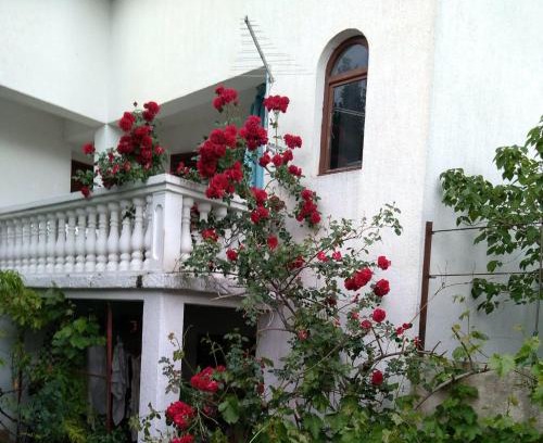 Raslina Apartamento | Apartman Sunce