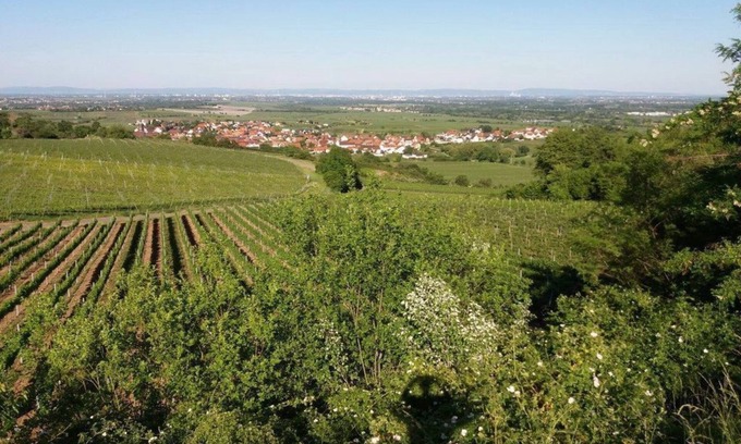 Bad Duerkheim Apartamento | Apartment Lingenfelder
