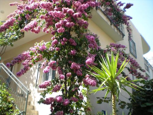 Drvenik Apartamento | Apartments Marino