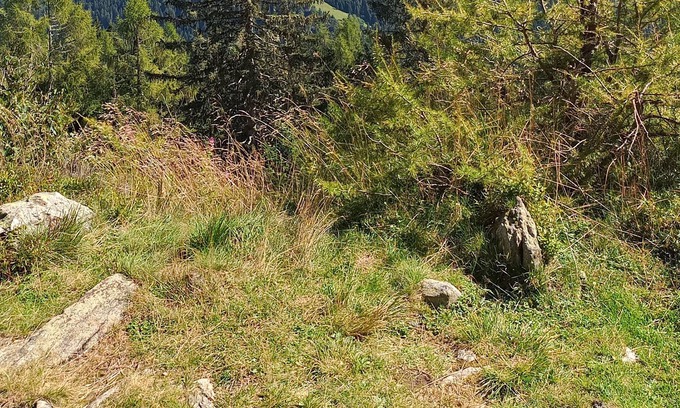 Canal San Bovo Apartamento | appartamento immerso nel verde delle dolomiti