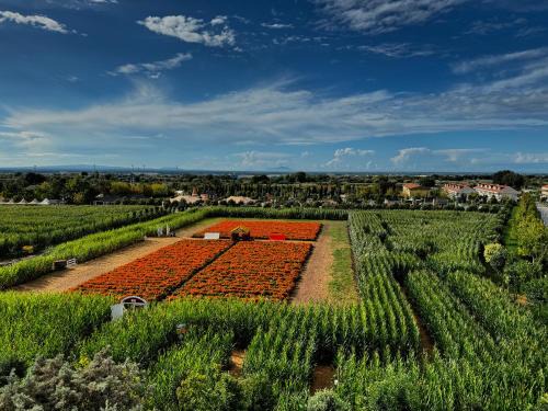 Pignataro Maggiore Apartamento | Appartamento La Rondine
