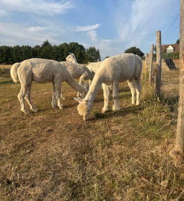 Charing Casa | Apple Blues Farm