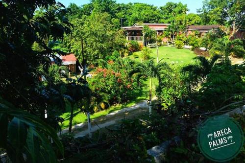 Port Antonio Casa | Areca Palms