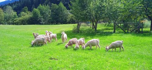 Fougax-et-Barrineuf Casa | Au mohair des Alpy